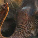 Elephant in Laos