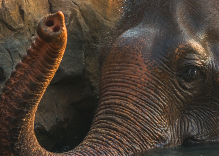 Elephant in Laos