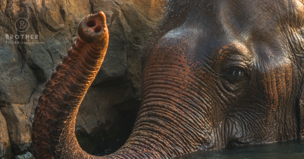 Elephant in Laos