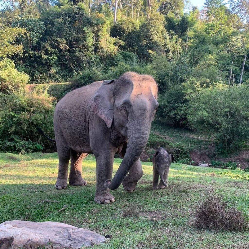 Elephant Encounters