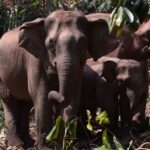 7-Day Laos Tour with Elephants