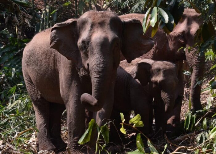 7-Day Laos Tour with Elephants