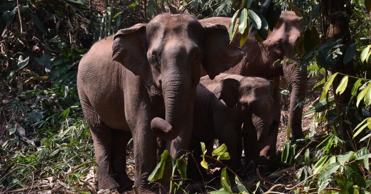 7-Day Laos Tour with Elephants