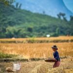 Laos Meilleure Période