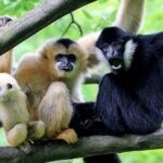 Gibbon Experience in Laos